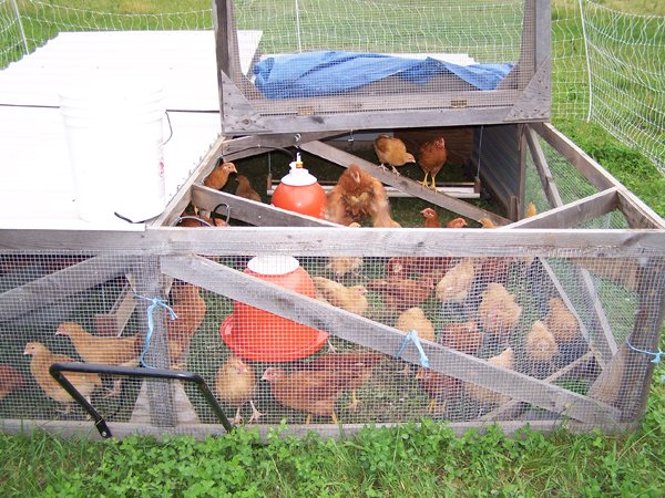 Buff Orpington and NH Red broiler chicks5 crop June 09.jpg