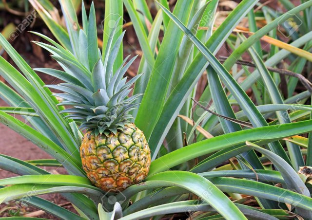 27289373-golden-pineapple-is-growing-hawaii.jpg