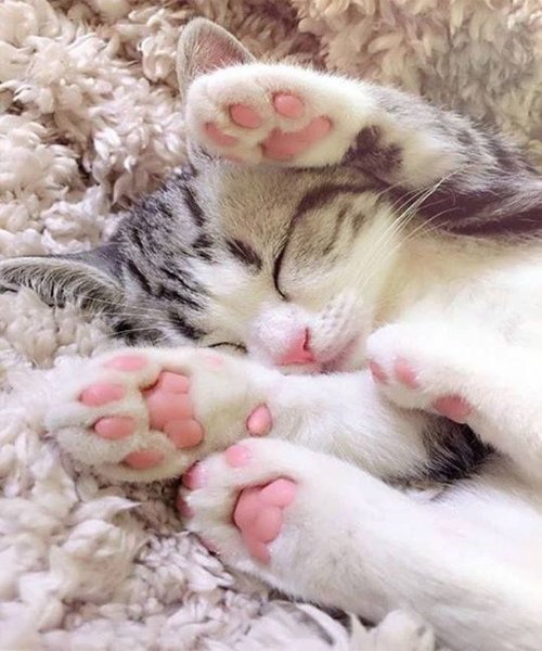 Cute-Cat-Sleeping.jpg