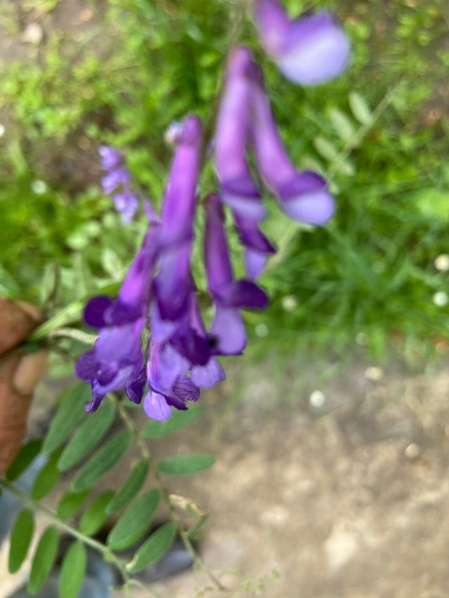 IMG7805.JPG