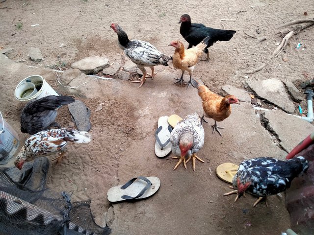 IMG20250803104108.jpg