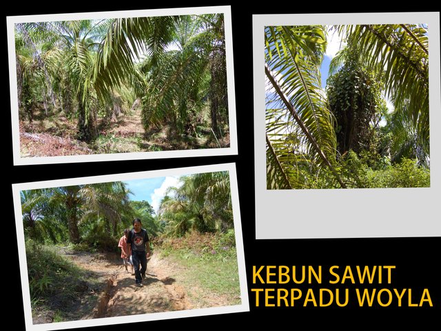 KEBUN SAWIT TERPADU_100202-‏‎133850.jpg