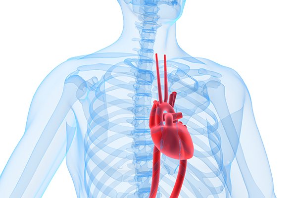 heart-blood-vessels-heart-in-chest.jpg