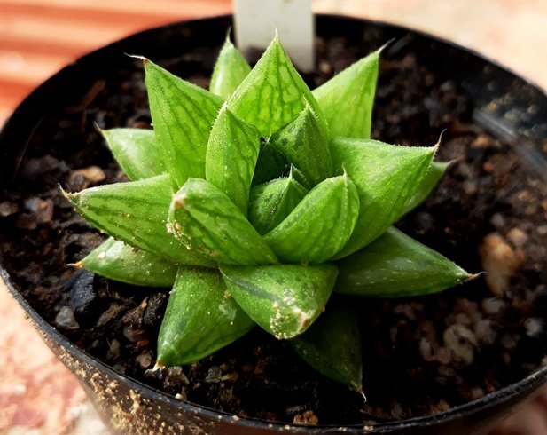 Haworthia Reticulata var Reddi.jpg