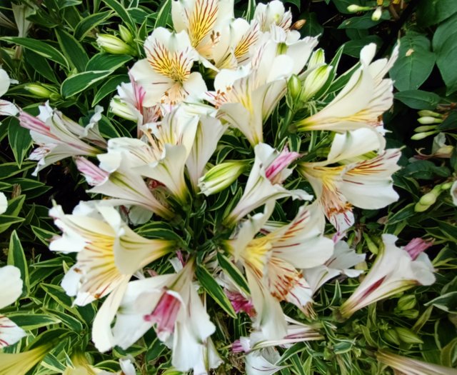 Peruvian lily1.jpg