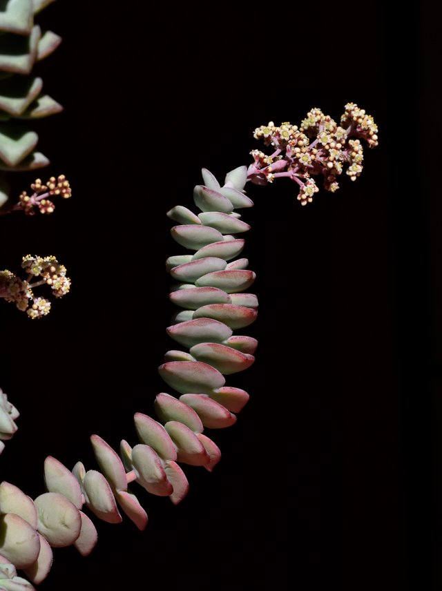 crassula perforata flowers 3.jpg