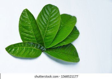 guava-leaves-on-white-background-260nw-1368521177.jpg