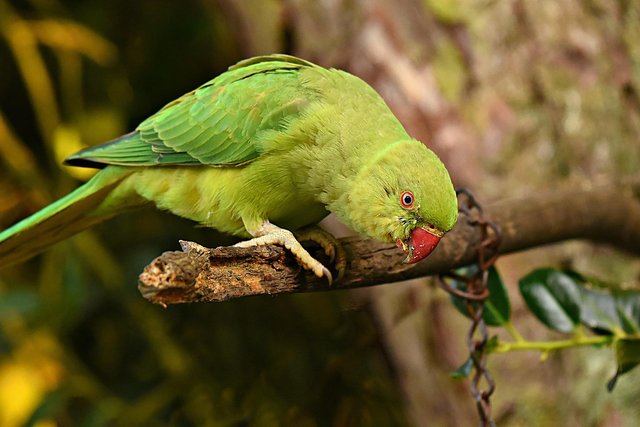 parrot-g33f6cf939_1920.jpg