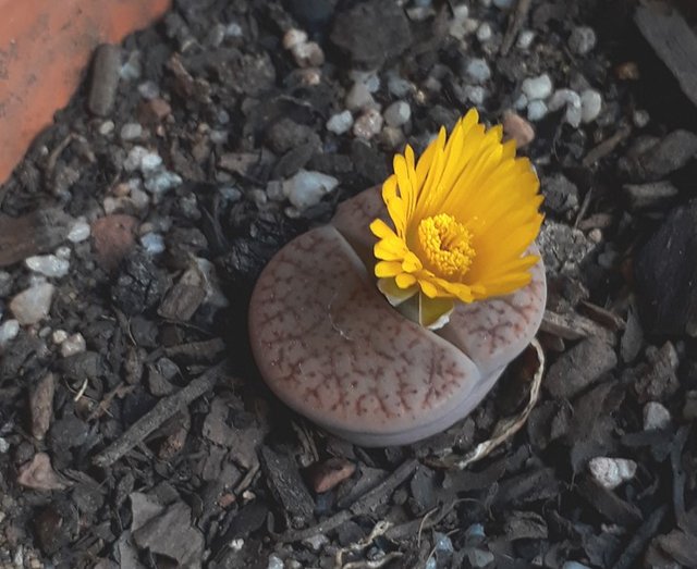 lithops.jpg