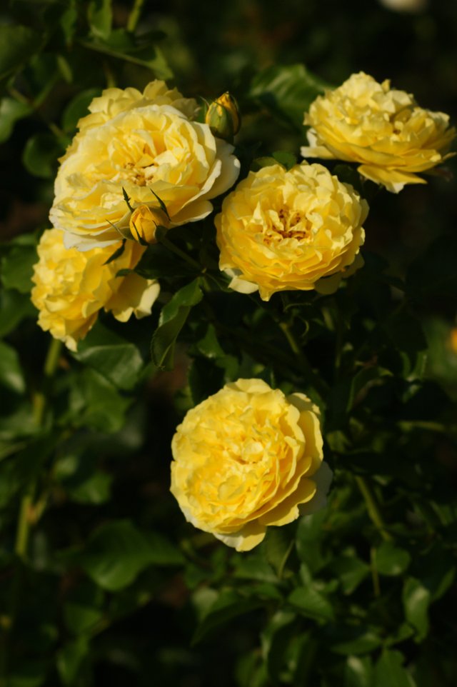 DSC03804 roses jaunes.JPG