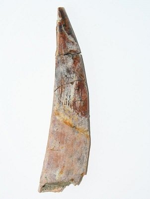 Fossil Shark Fin Spine.jpg