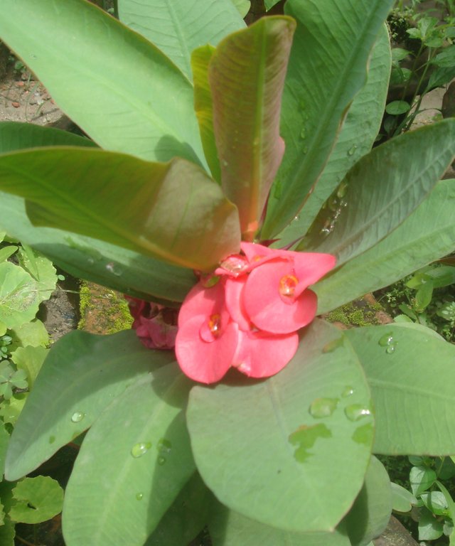 Crown of thorns.JPG