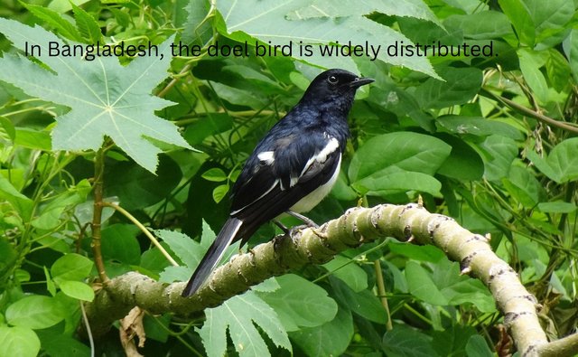 In Bangladesh, the doel bird is widely distributed..jpg