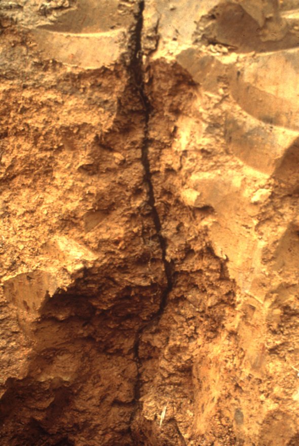 Earthworm vertical burrow United States Department of Agriculture public.jpg