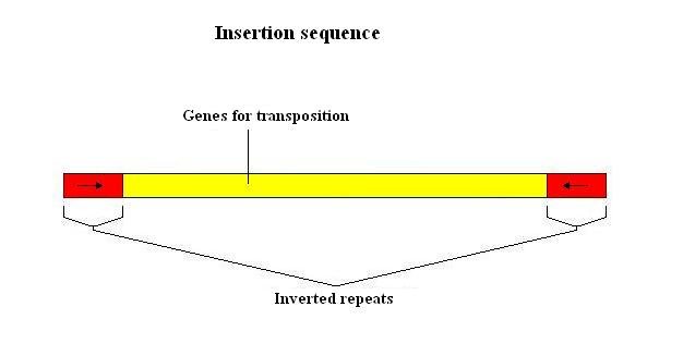 bacterias.jpg