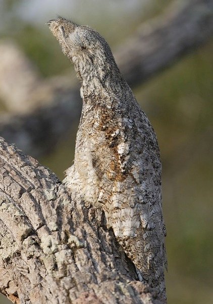 potoo.jpeg