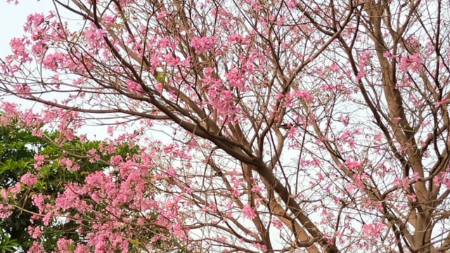 Untitled design (36).png