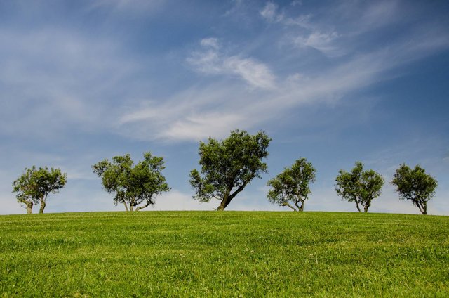 arboles-colina-verde.jpg