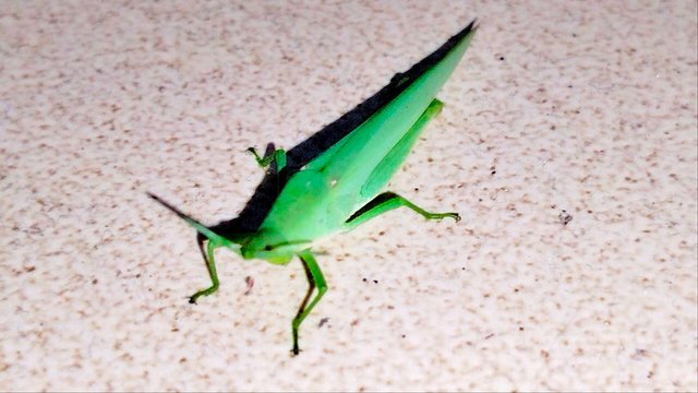 IMG20230623080443_01-01.jpeg