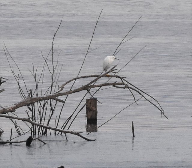 SNEG_5603 at Lower River Road Ponds 1-15-2019.JPG