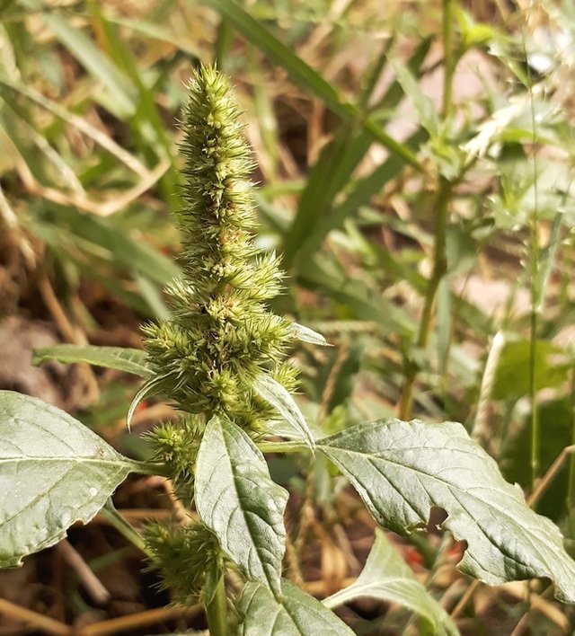 amaranth flower.jpg