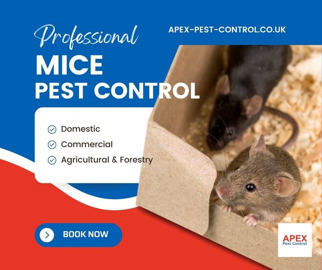 pest control for mice.jpg