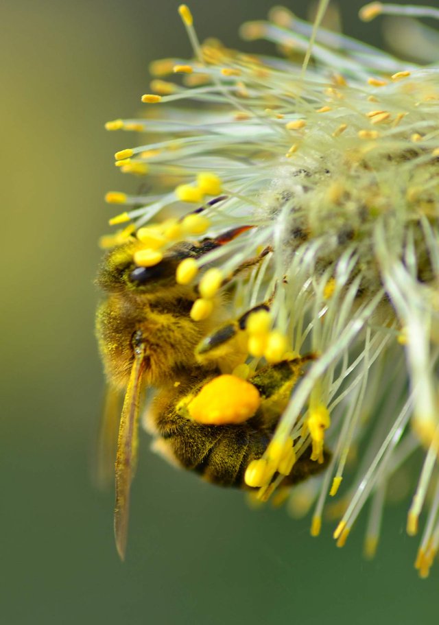 Bee_collecting_pollen.jpg