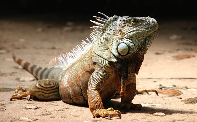 iguana-2039719_1280.jpg