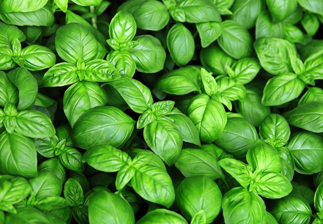 7e2db098-albahaca-basil-adobestock_81129315-scaled.jpeg