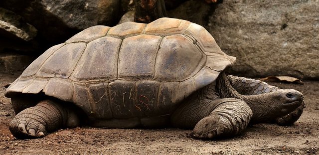 giant-tortoises-3315158__480.jpg