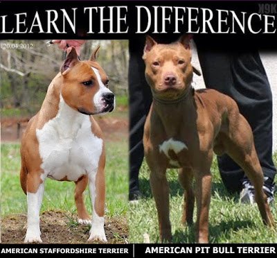 Eng American Staffordshire Terrier Is He Really A Murderer Steemit