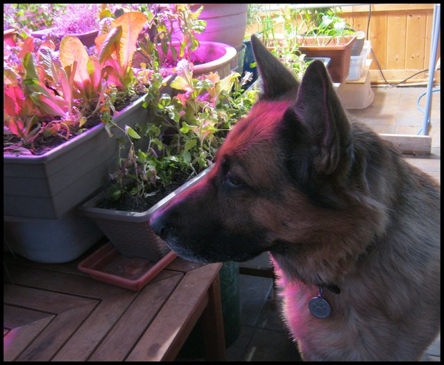 side view Bruno looking at plants in pink light.JPG