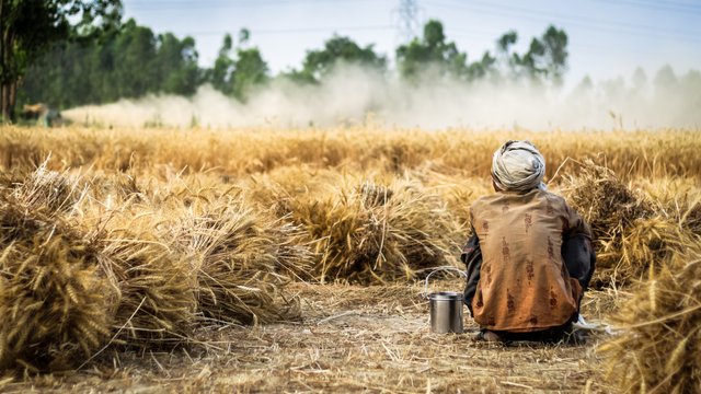 farmer-2260636.jpg