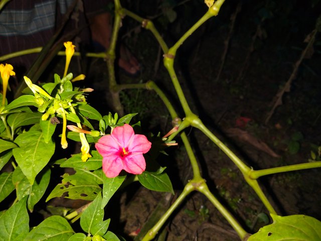 1000045511.jpg