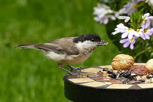 coal-tit-1517859_960_720.jpg