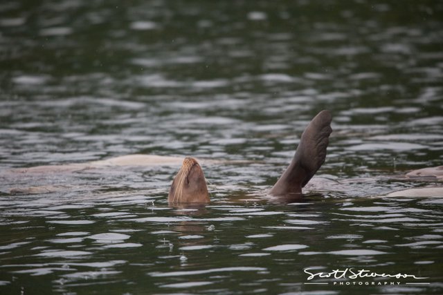 Stellar Sea lion-2.jpg