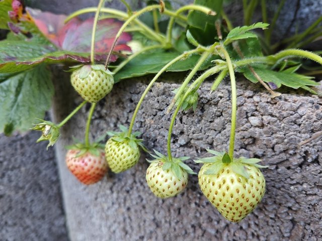 Erdbeeren.jpg