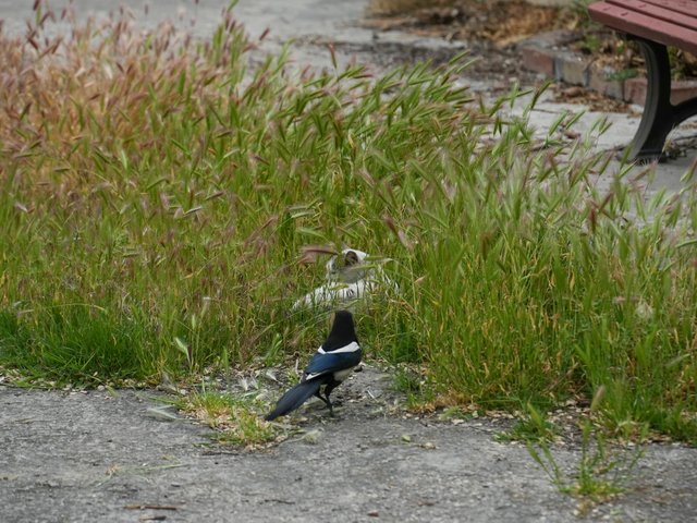 DSC05323.jpg