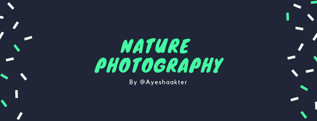 Natural Photography.png