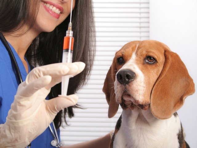 dog-vaccination.jpg