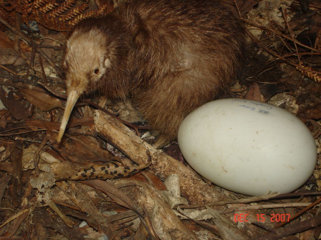 Kiwi-Bird-Pictures-Egg.jpg