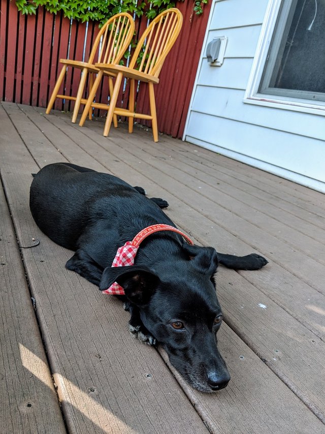 opal dog lie on porch