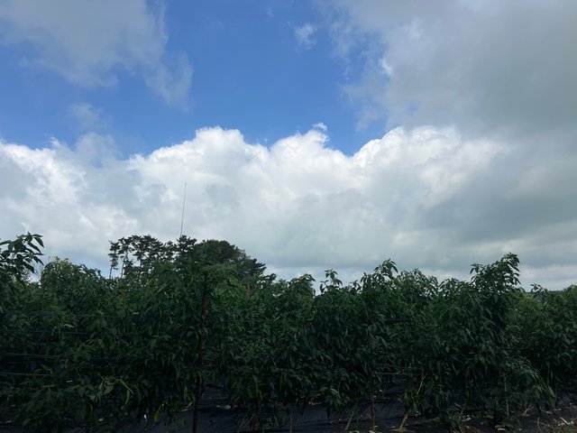 IMG_3242.jpeg