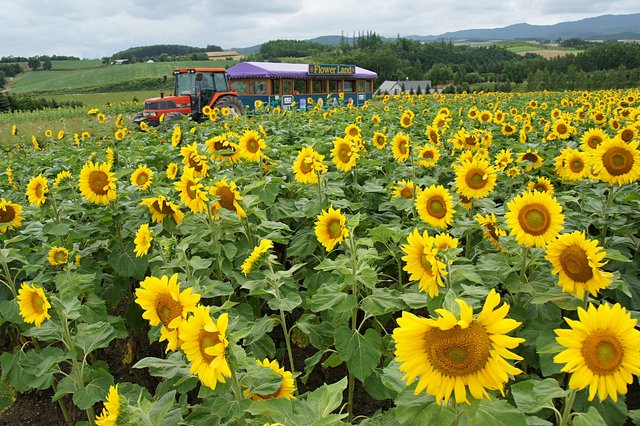 Japan-Hokkaido12802-1102.jpg