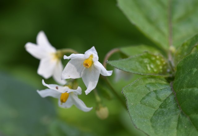 Black nightshade solanum nigrum flower.jpg