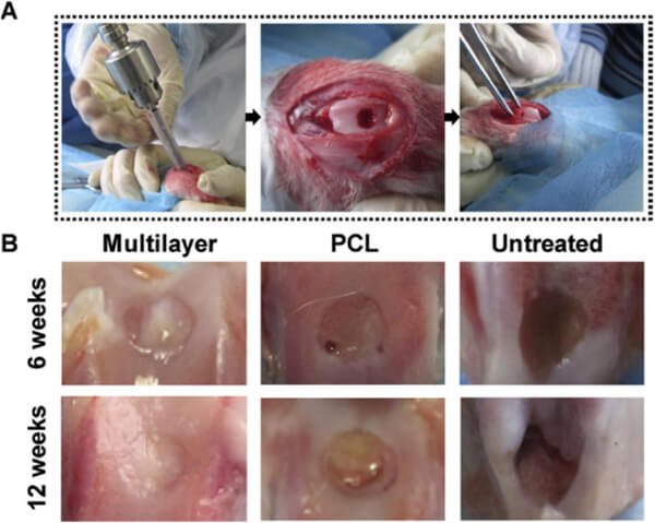 In vivo evaluation of SLS cartilage scaffolds.jpg