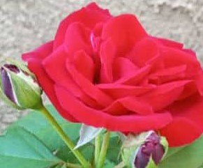 Hermosa flor roja con capullos.jpg