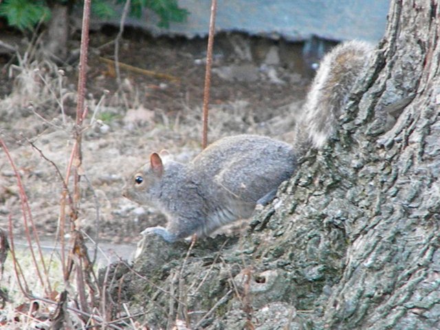 squirrel34.jpeg