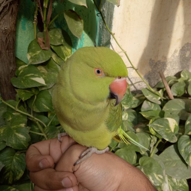 Parrot (3).jpeg