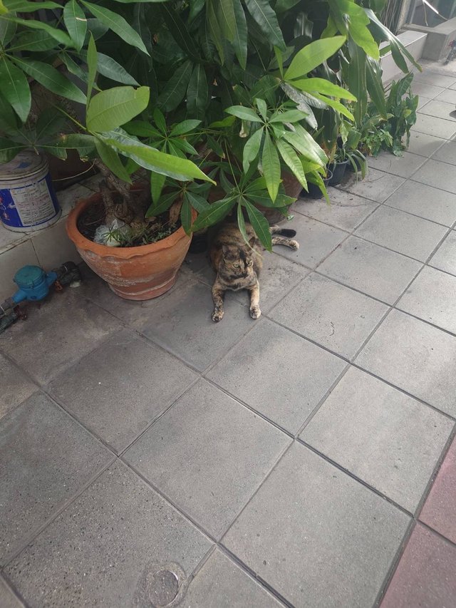 stray cat2.jpg